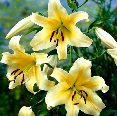 Lilija OR HONEYMOON 3 gab Junior